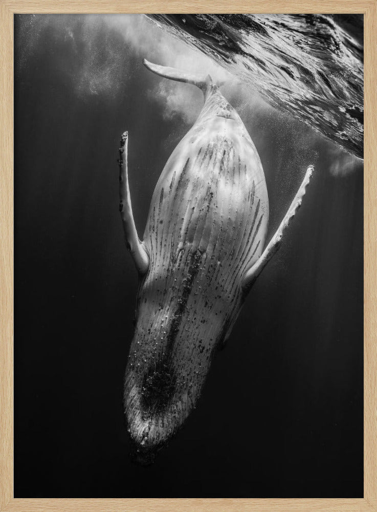 Black & Whale Poster